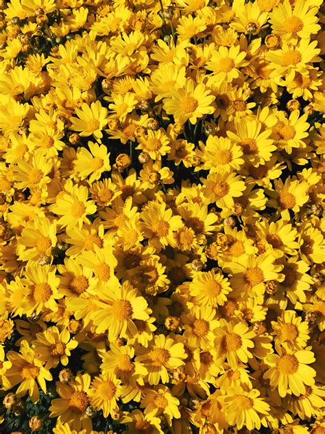 Yellow flowers #yellow #aesthetic #yellowaesthetic | Yellow aesthetic, Yellow flowers, Yellow ...