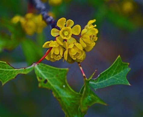 Agarita Berberis Trifoliolata At Pedernales Falls State Pa Flickr