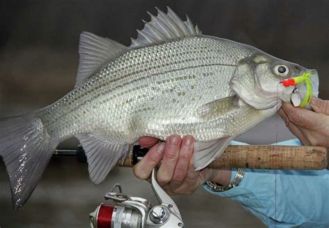 ‘the White Bass Are Here And They’re Biting ’