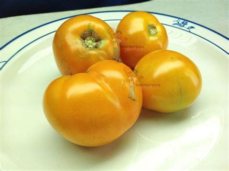 Dwarf Orange Pixie Tomato Renaissance Farms Heirloom Tomato Seeds