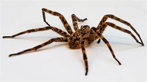 Identification And Treatment Of A Wolf Spider Bite Youmemindbody