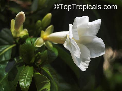 Stemmadenia Galeottiana Stemmadenia Littoralis Lechoso Milky Way