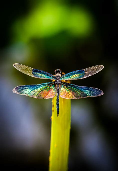 Dragonfly John Jiao Color Beautiful Wing Dragonfly Photo Animal