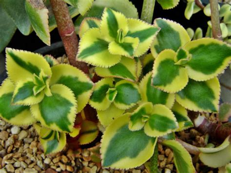 Maybe you would like to learn more about one of these? Crassula sarmentosa 'Comet' | World of Succulents