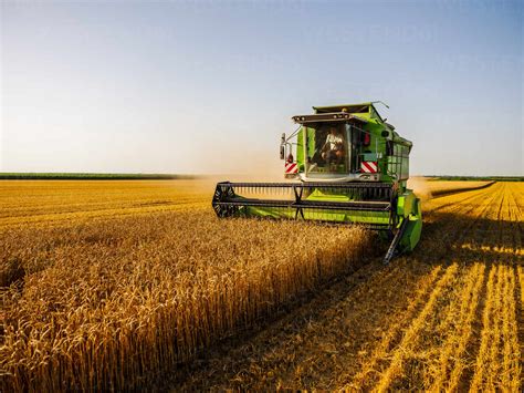 Combine Harvesting Field Of Wheat Stockphoto