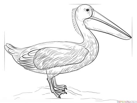 How To Draw A Pelican Step By Step Drawing Tutorials Turtle Coloring