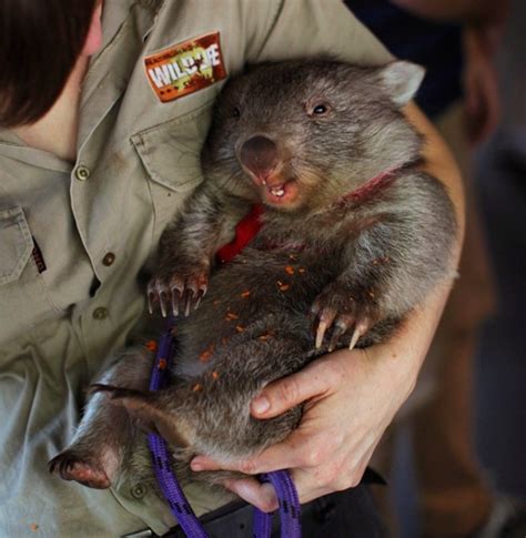 Pin By Kim P On Cute Baby Animals Wombat Australia Animals