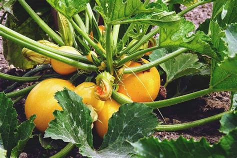 Growing Summer Squash Best Varieties Planting Tips And Harvesting
