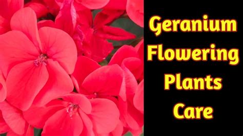 How To Grow And Care Geranium Flowering Plantsgreen Garden Gujarat
