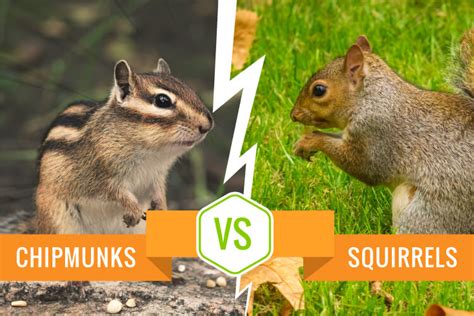 Difference Between Chipmunk And Squirrel Thelader