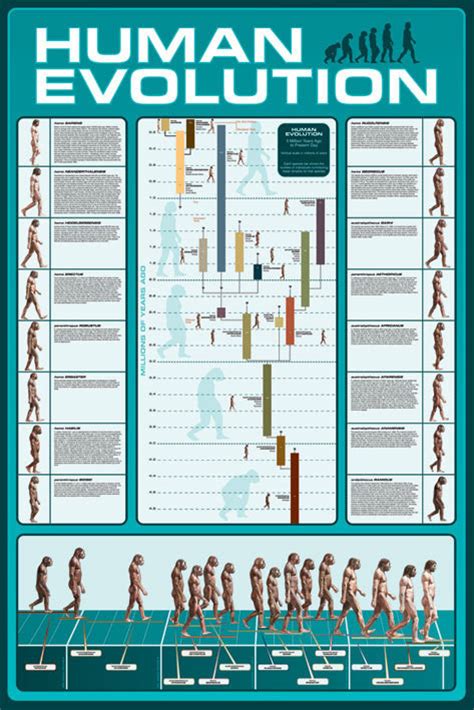 Human Evolution Poster All Posters In One Place 31 Free