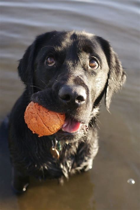 25 Reasons Why Labradors Are Actually The Worst Dogs To