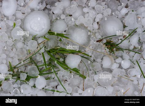 Close Up Of Large Freshly Fallen Hail Stones In Grass From Massive