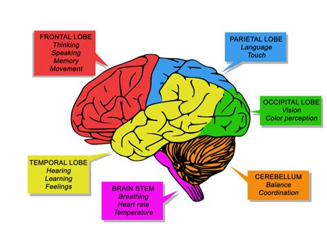Which Part Of The Brain Deals With Thinking