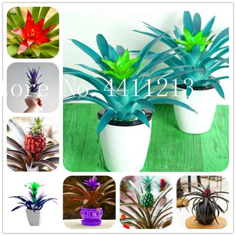 Buy 2018 New Product Pineapple Bonsai 100 Pcsbag