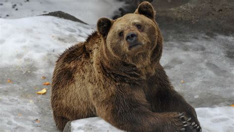 Több medve is lehet szabadon Pest megyében | 24.hu