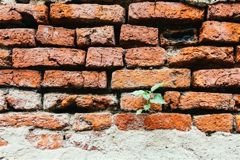 Soft Focus Of Little Tree Grow On Old Brick Wall Stock Photo Image Of