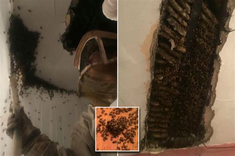 Couple Stunned To Discover Huge Bee Hive In Their Attic After Honey Started To Drip Through