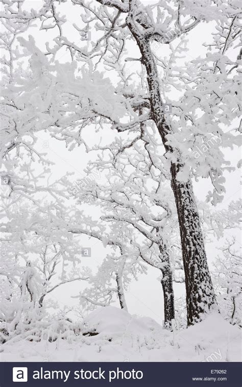 Ein Wald Im Winter Bäume Bedeckt Mit Schnee Und Raureif Roßtrappe