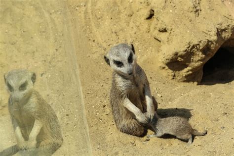 Premium Photo Cute Meerkats At Enclosure In Zoo On Sunny Day