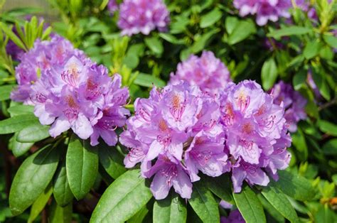 Butterfly bush low & behold® blue chip pw this miniature butterfly bush has all the appeal in a smaller package! 8 Beautiful Purple Flowering Shrubs | Flowering shrubs ...