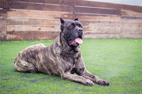 Can You Have A Cane Corso In An Apartment