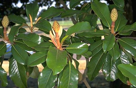 Magnolia Grandiflora Landscape Plants Oregon State
