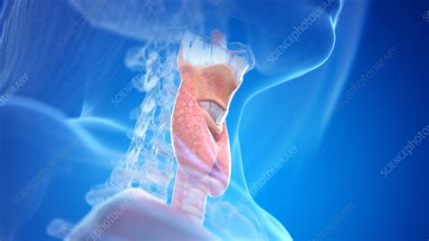 Human Neck Anatomy Illustration Stock Image F0351078 Science