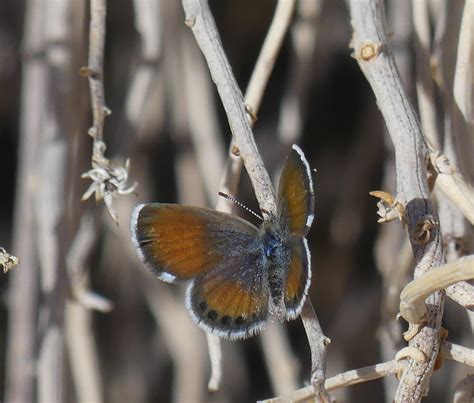 Western Pygmy Blue Butterfly 4 Top View Barry Mantell Flickr