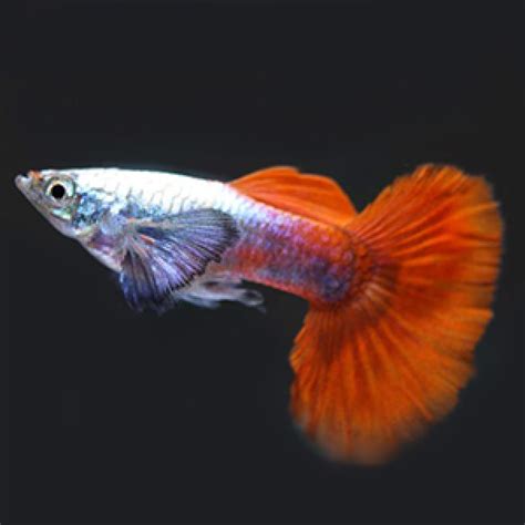 Buy Big Ear Platinum Red Guppy Fish online shop near me