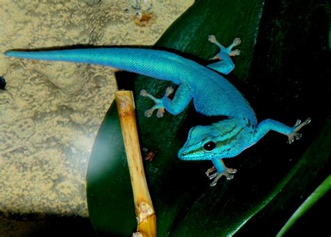 Electric Blue Day Gecko Animals Beautiful Reptiles Amphibians Animals