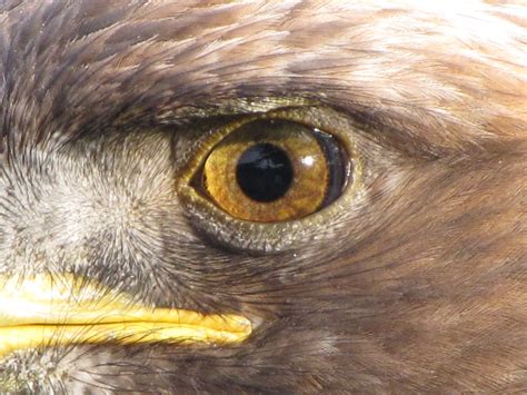 3d Printed Eagle Eye From University Of Stuttgart Gives