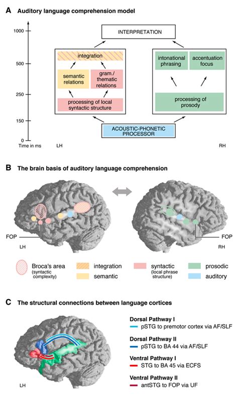 Brain Basis Of Auditory Comprehension