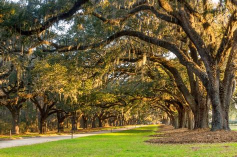 Avenue Of The Oaks Boone Hall Plantation And Gardens