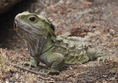 1001archives 18 Weird And Most Rarest Reptiles In The World