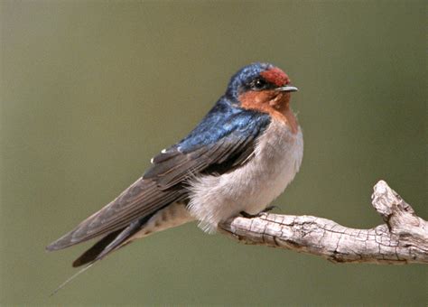 Welcome Swallow Canberra Birds