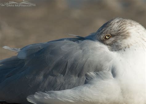 Herring Gull Portrait On The Wing Photography