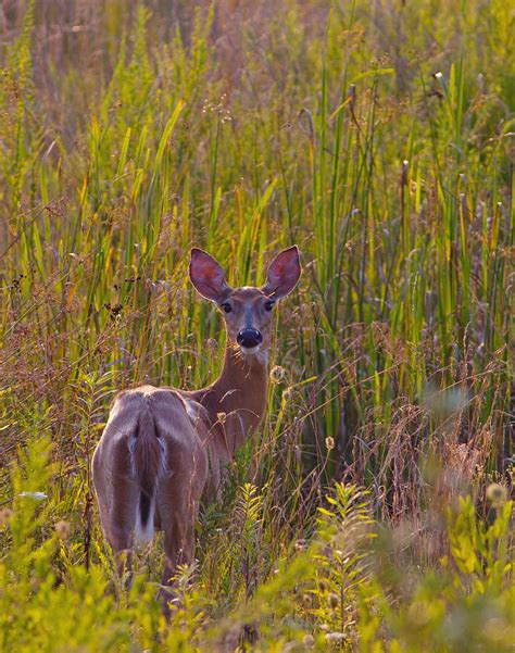 Female White Tailed Deer Photograph By Melinda Fawver Fine Art America