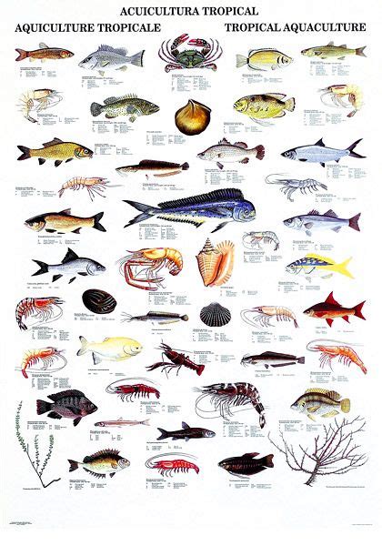 Pet Fish Types Of Fish Fish Chart