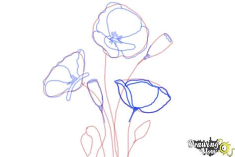 Find this pin and more on the illustrai by krista | the illustrai. How to Draw a Poppy - DrawingNow