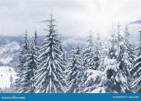 Trees Covered With Hoarfrost And Snow In Mountains Stock Photo Image