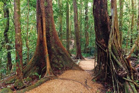 Cairns Rainforest Hiking Experience Incredible Mountains Remote
