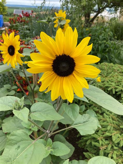 Helianthus Sunflower Sunfinity Horlings Plants