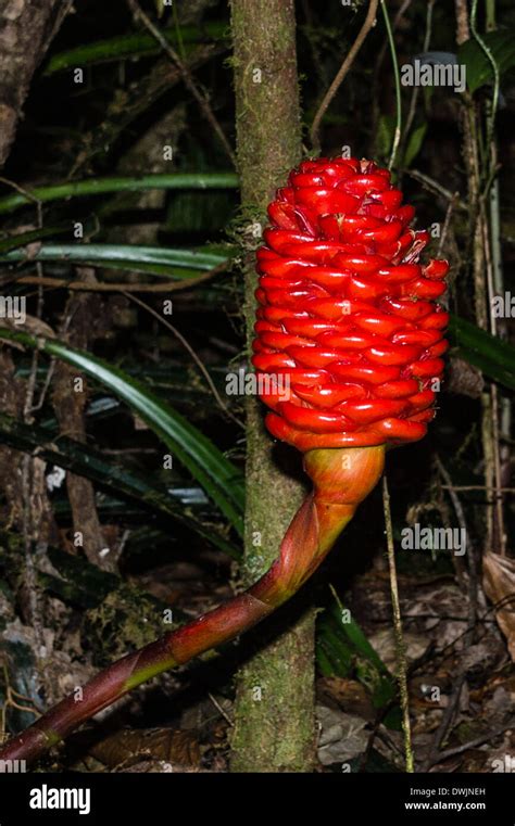 Wild Ginger Growing In The Cameron Highlands Stock Photo Alamy