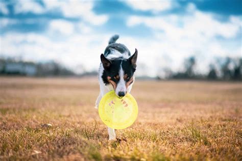 A Review Of The 5 Best Dog Frisbees