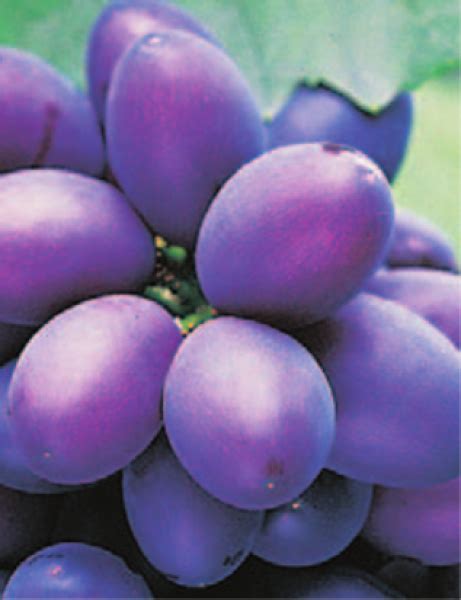 vitis vinifera souvenir 80 100 cm weintrauben pflanze neuheit baumschule pflanzenvielfalt