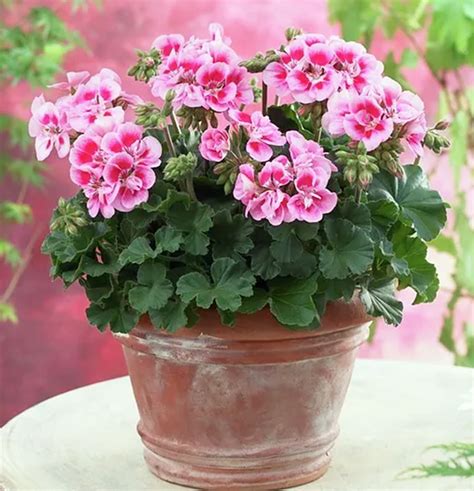 How To Take Care Of Geranium Plants Ideas For Garden Backyard And