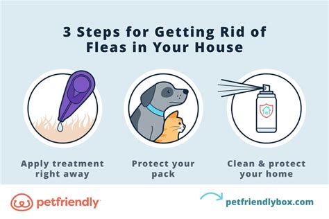 How To Get Rid Of Dog Fleas From Your Home