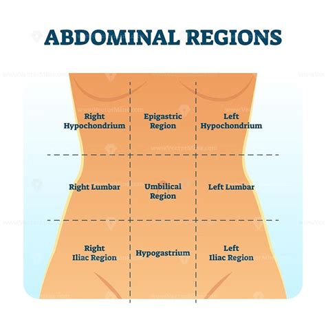 Abdominal Quadrant Regions Scheme As Stomach Division Vector