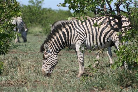 Kruger National Park South Africa Kruger National Park S Flickr